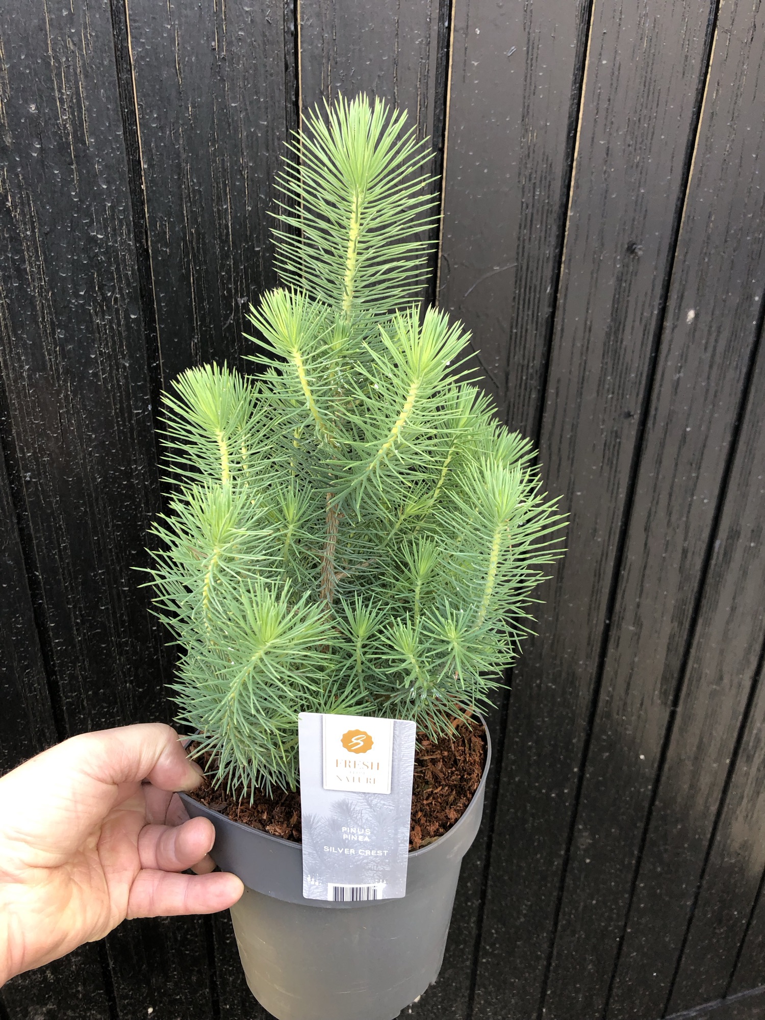 Pinus pinea